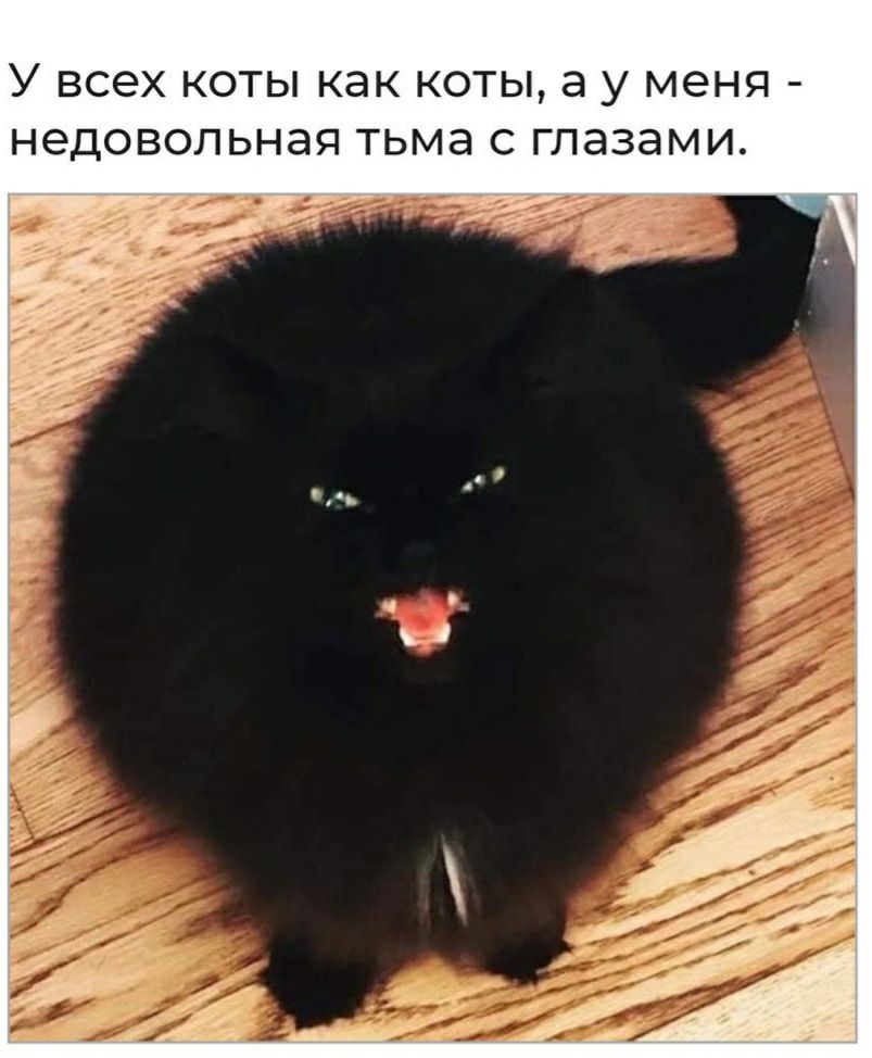 У всех КОТЫ как КОТЫ а у меня НЭДОВОЛЬНЭЯ ТЬМЭ С ГЛЭЗЭМИ