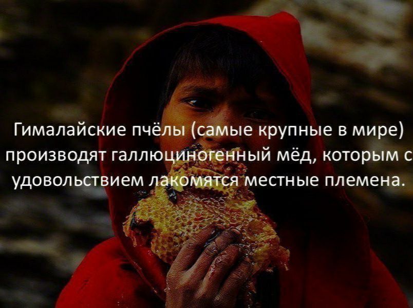 _ Ё Гималаиские пчелнг ые крупные в мире производят галлю Зрйіный мёд которЁім с местные племена