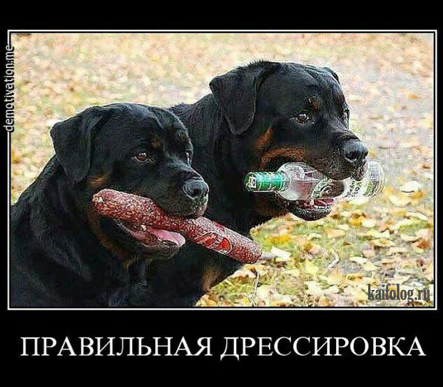 ПРАВИЛЬНАЯ ДРЕССИРОВКА