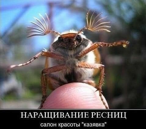 НАРАЩИВАНИЕ РЕСНИЦ салон красоты казявка