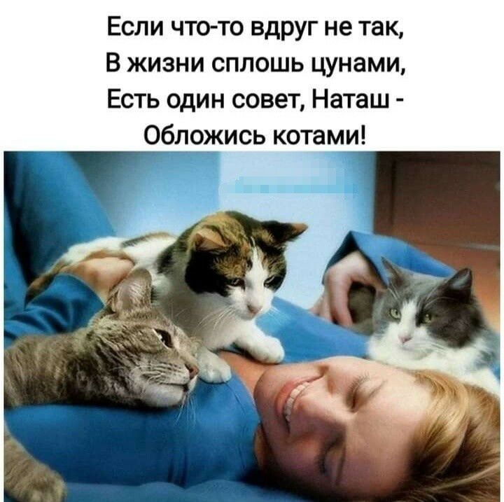 Если что то вдруг не так В жизни сплошь цунами Есть один совет Наташ Обожись котами