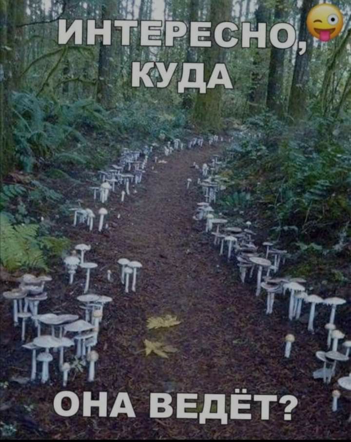 Ё ОНА ВЕДЁТ