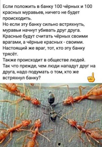 Если положить в банку то чёриых и 100 красных муравьев иичею не будет происхщить Но если эту Банку сильно встряхнуть мурэвьи нач убивать друг друга Красные будут считать чёрных своими врагами а чёрные красных своими Настоящий же враг ют кто алу банку трявёг Также происходит в обществе людей Так что прежде чем люди нападут друг на друга надо подумать о юм кто же вывихнул банку А