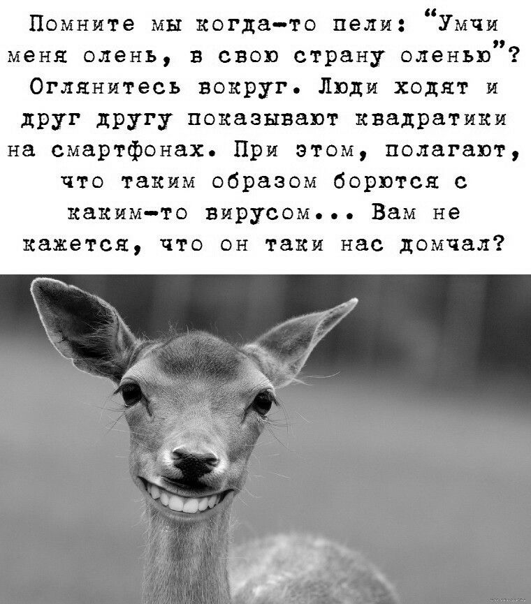 Олени фразы. Умчи меня олень в свою страну. Неси меня олень. В свою страну оленью. Страна Оления прикол.