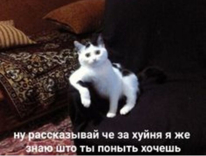 шей че за хуйня я же ТЫ ПОНЫТЬ хочешь
