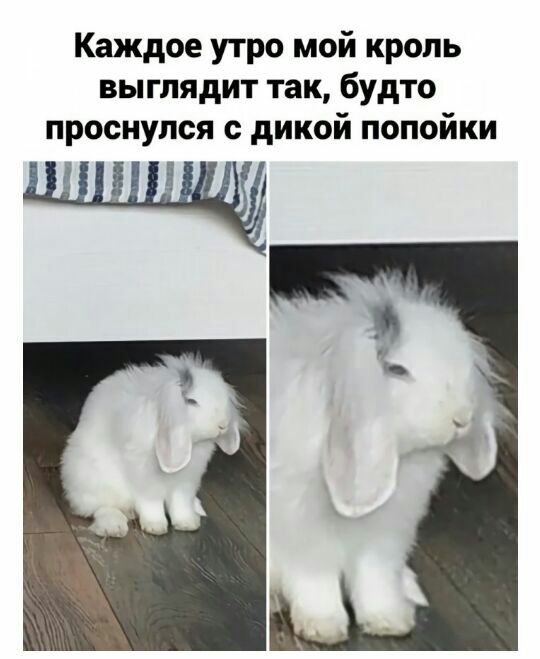 Каждое утро мой кропь выглядит так будто проснулся дикой попойки
