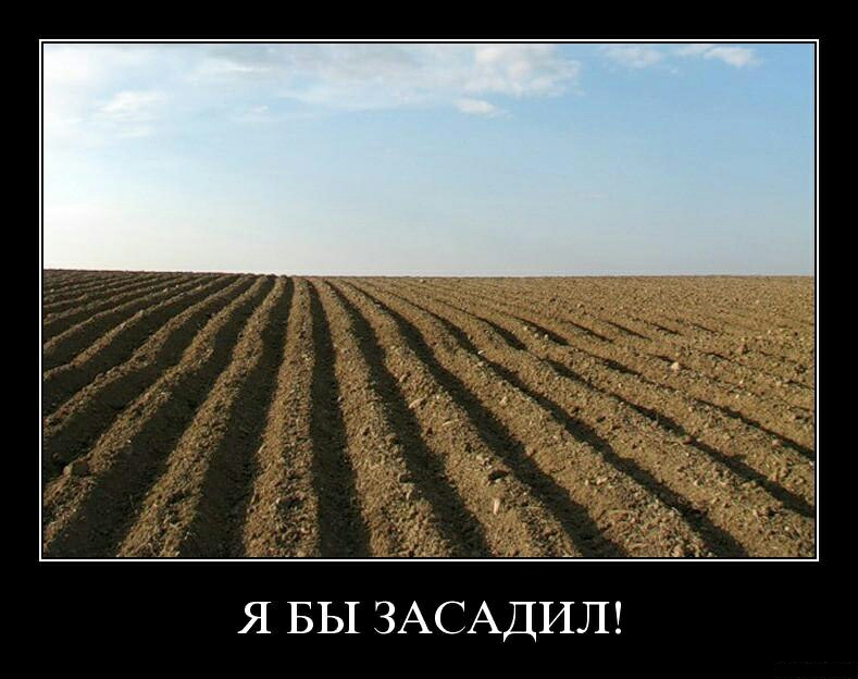 Я БЫ ЗАСАДИЛ