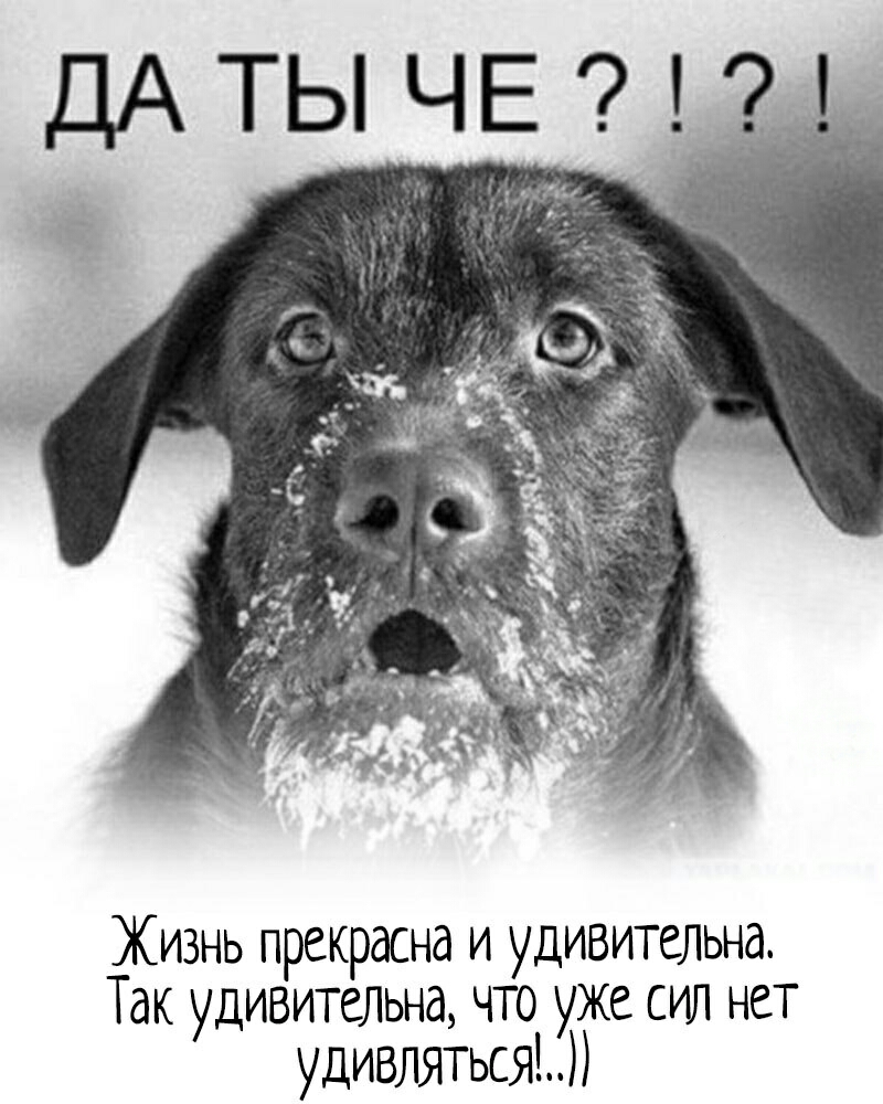 ДА ТЫ ЧЕ Жизнь прекрасна и удивительна Так удивительна что уже сил нет удивляться