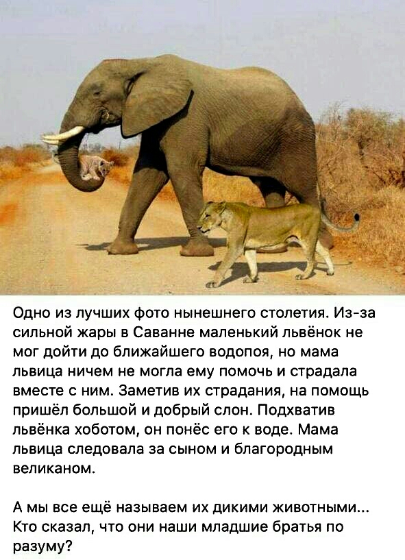 Одно из лучших Фото нынешнего столетия Изза сильной жары в Саванне маленький львёнок не мог дойти до ближайшего водолея но мама львица ничем не могла ему помочь и страдала вместе с ним Заметив их страдания на помощь пришёл большой и добрый слон Подхватив пьвёнка хоботом он понёс его к воде Мама львица следовала за сыном и благородным великаном А мы все ещё называем их дикими животными Кто сказал ч
