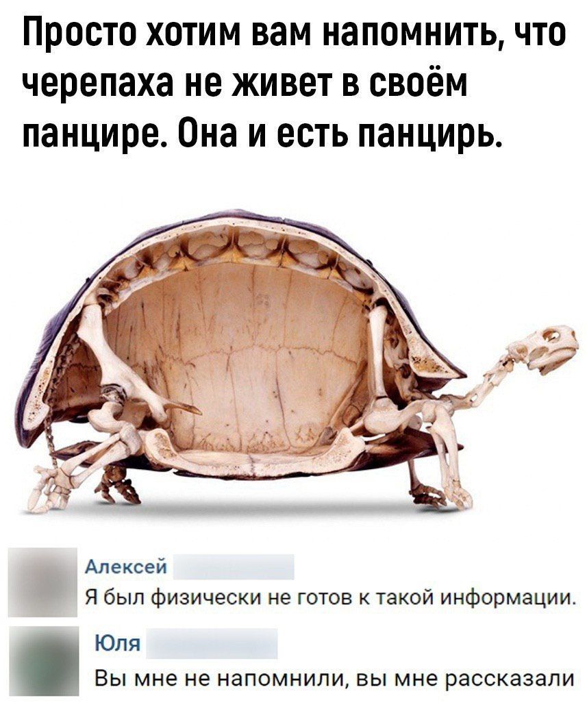 Просто хотим вам напомнить что черепаха не живет в своём панцире Она и есть панцирь Алексей Я был физически не готов к такой информации Юля Вы мне не напомнили вы мне рассказали