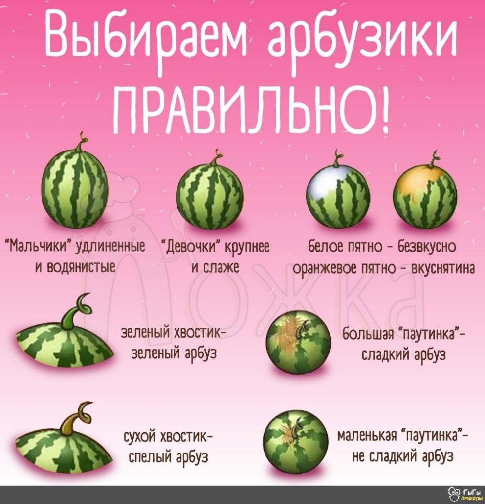 Мальчики удлиненные девочки крупнее белое пятно безвкусно и водянистые и слаже оранжевое пятно вкуснятина зеленый хвостик зеленый арбуз сухой хвостик маленькая паутинка не сладкий арбуз Большая паутинка сладкий арбуз спелый арбуз СЮ