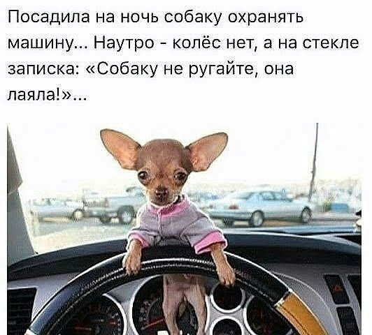 Посадила на ночь собаку охранять машину Наутро колёс нет а на стекле записка Собаку не ругайте она лажа