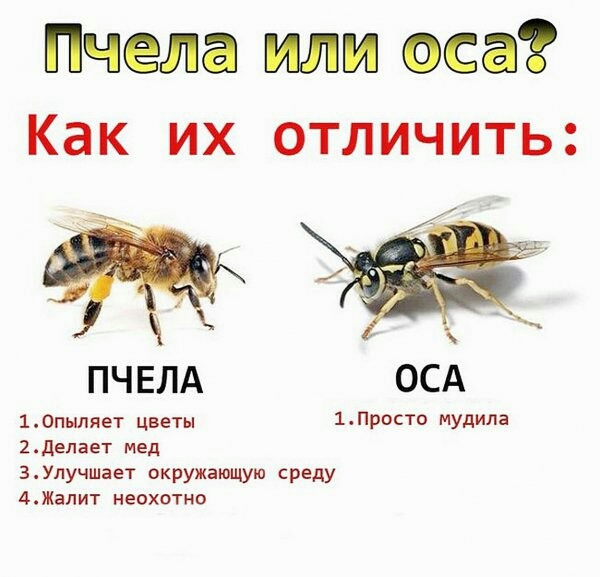 Пчела или оса Как их отличить ПЧЕЛА ОСА 10пыляет цветы 1Просто мудила 2делает мед 3Улучшает окружающую среду 4Жалит неохотно