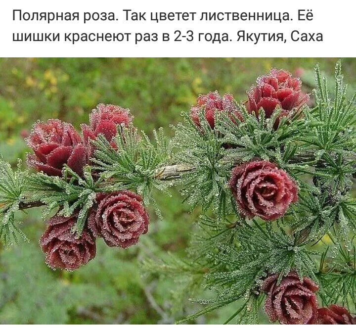 Полярная роза Так цветет лиственница Её шишки краснеют раз в 23 года Якутия Саха