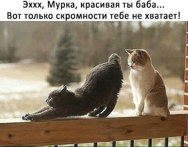 ЭХХХ Мурка красивая ты баба Вот то_ько скромности тебе не хва_тает