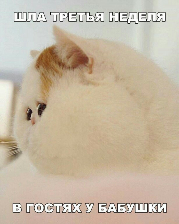 ВП1ГШЖЁУ 7 ЗМ