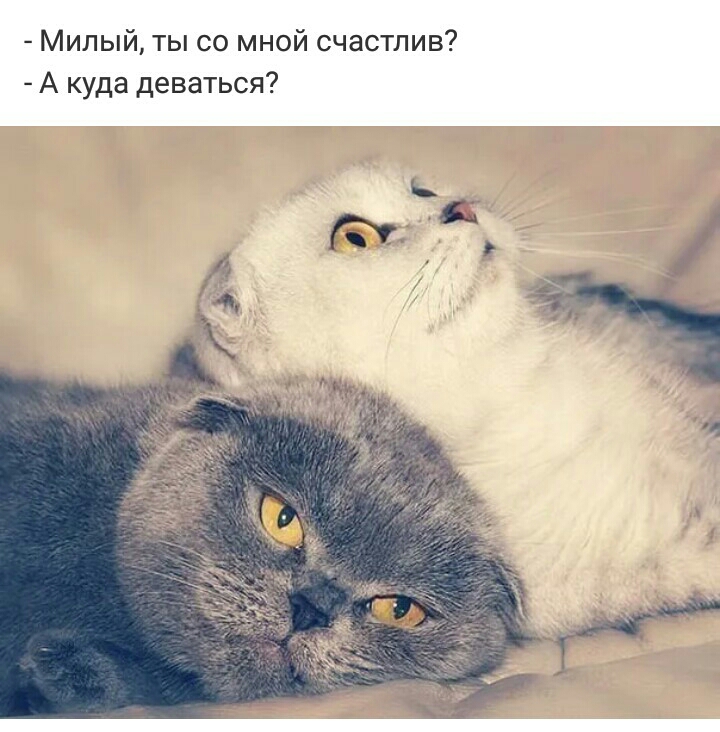 Милый ты со мной счастлив А куда деваться