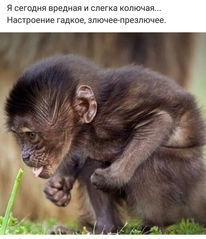 Я сегодня вредная И СЛЕГКЗ КОЛЮЧЗЯ Настроение гадкое ЗЛ ючее п резл ючее