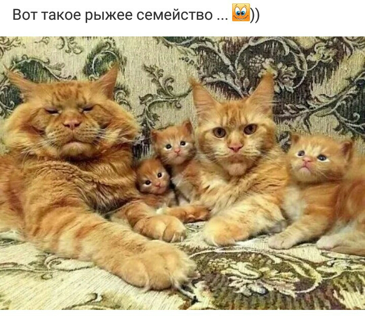 ВОТ Такое рыжее семейство Ё