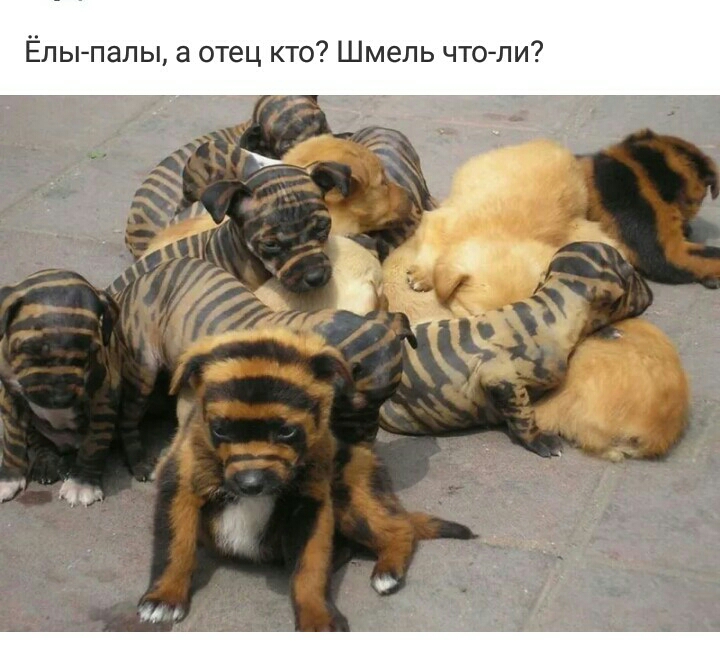 Ёпыпалы а отец кто Шмель чтоли