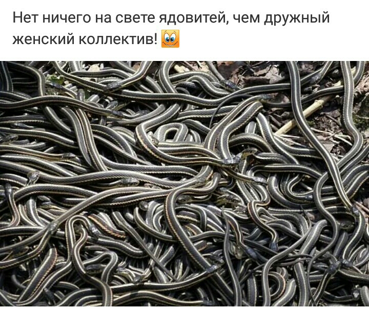 Нет ничего на свете ядовитей чем дружный женский коллектив Ё
