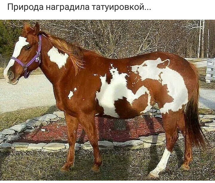 Природа наградила татуировкой