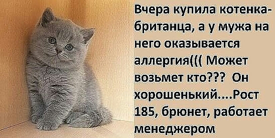 Вчера купила котенка британчца а у мужа на него еказывается аллергия Может возьмет кто Он хорошенькийРост 185 брюнет работает менеджером