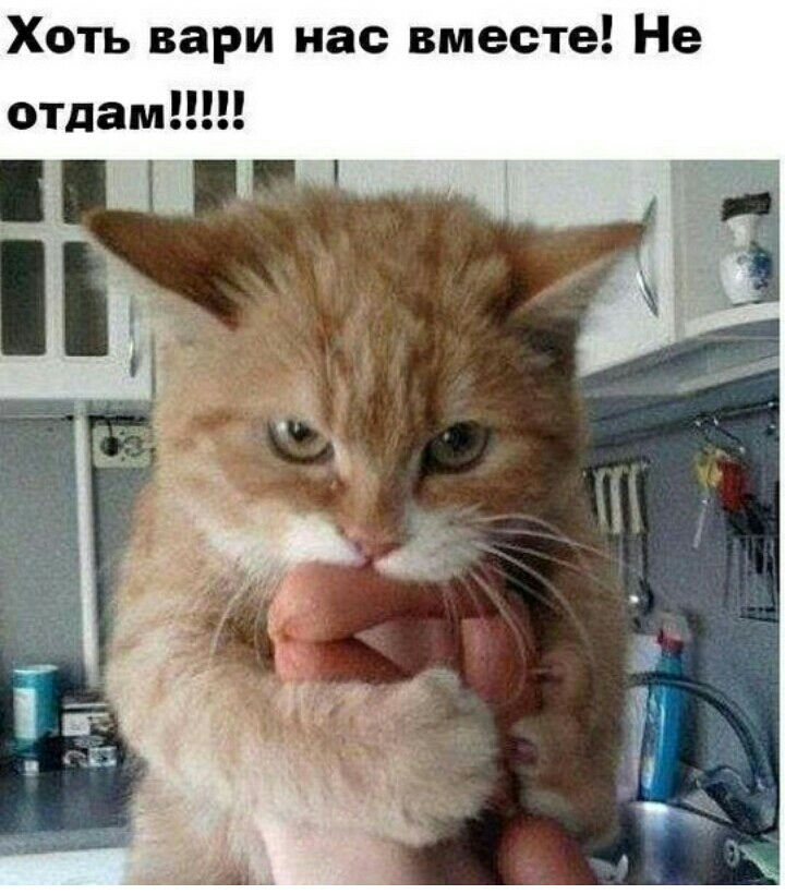 Хоть вари нас вместе Не отдам