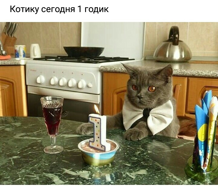 Котику сегодня 1 годик