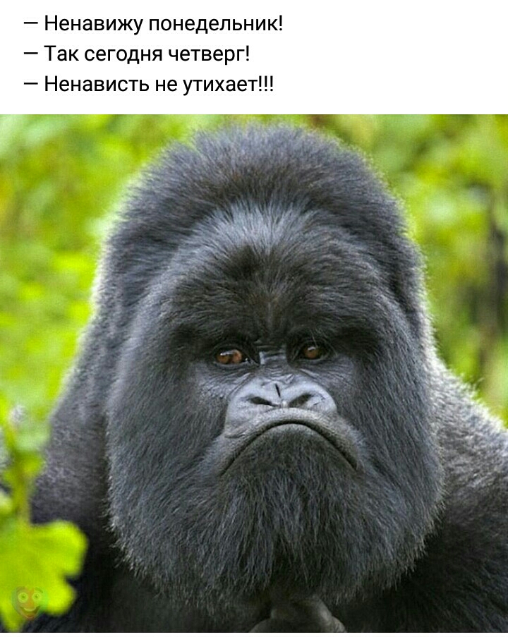 Ненавижу понедельник Так сегодня четверг Ненависть не утихает
