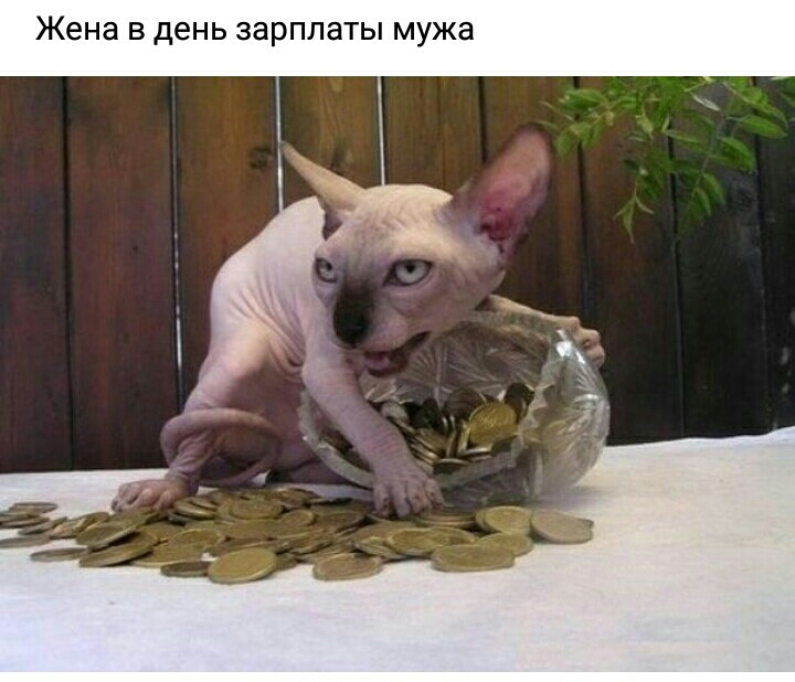 Жена В день зарплаты мужа