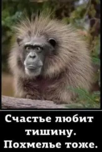 Счастье любит тишину Похмелье тоже