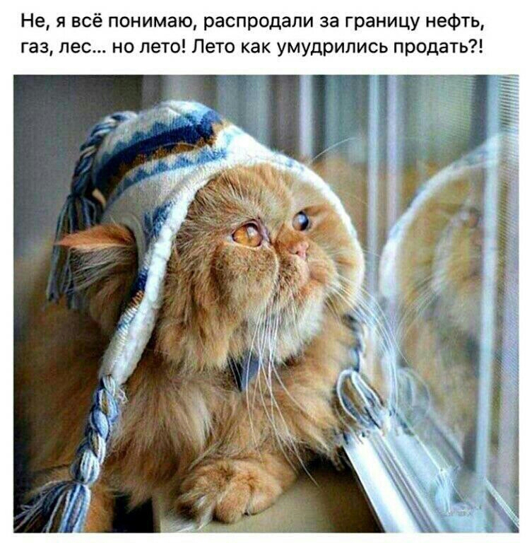Не я всё понимаю распродали за границу нефть газ лес но лето Лето как умудрились продать
