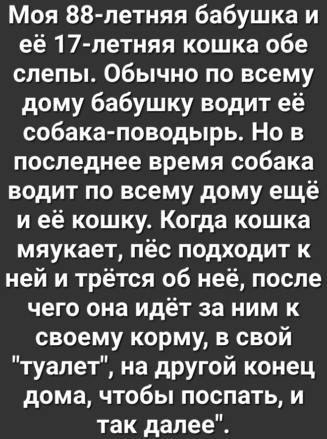 Моя 88 летняя бабушка и её 17 летняя кошка обе слепы Обычно по всему дому бабушку водит её собака поводырь Но в последнее время собака водит по всему дому ещё и её кошку Когда кошка мяукает пёс подходит к ней и трётся об неё после чего она идёт за ним к своему корму в свой туалет на другой конец дома чтобы поспать и так далее