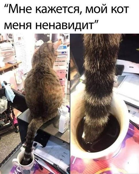 Мне кажется мой кот меня ненавидит