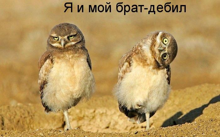 Я и мой брат дебил