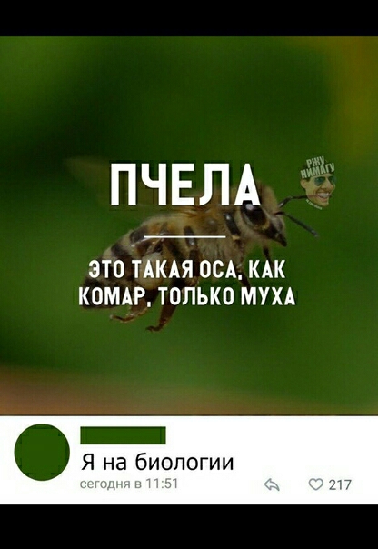 ПЧЕЛА ЗТО ТАКАЯ ОСА КАК КОМАР ТОЛЬКО МУХА _ Я на биологии