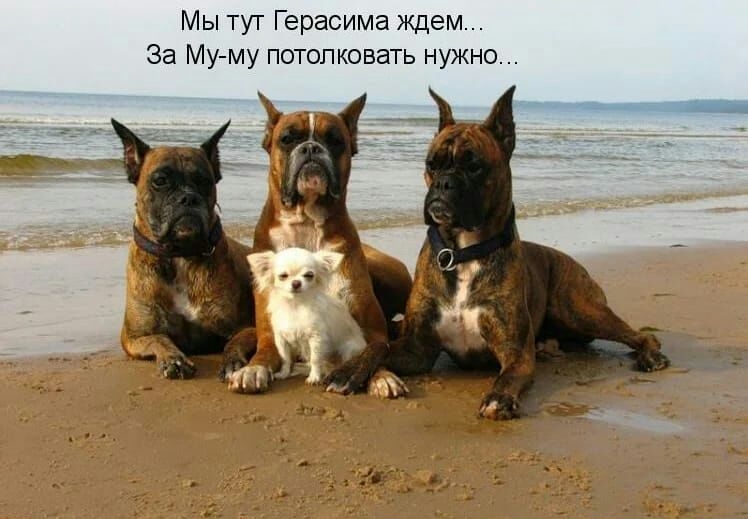 Мы тут Герасима ждем За Му му потопковать нужно