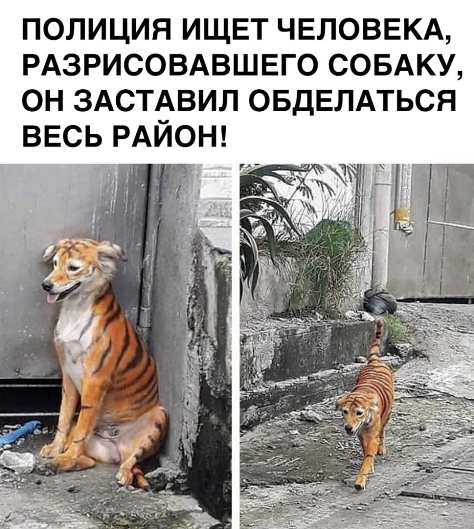 полиция ищет ЧЕЛОВЕКА РАЗРИСОВАВШЕГО СОБАКУ он здстдвип ОБДЕЛАТЬСЯ ВЕСЬ РАЙОН гиг