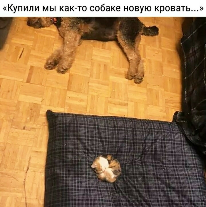 Купили мы как то собаке новую кровать