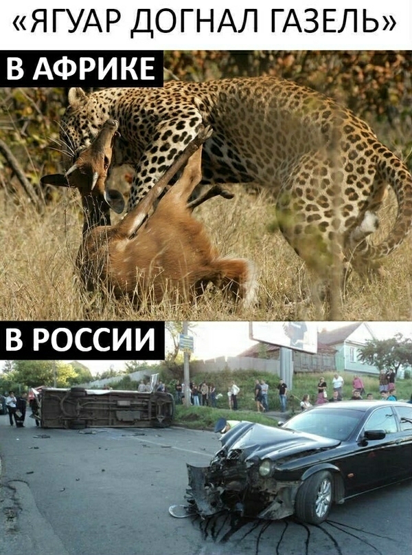 Я ГУАР ДО ГНАЛ ГАЗЕЛ Ь в Африкв
