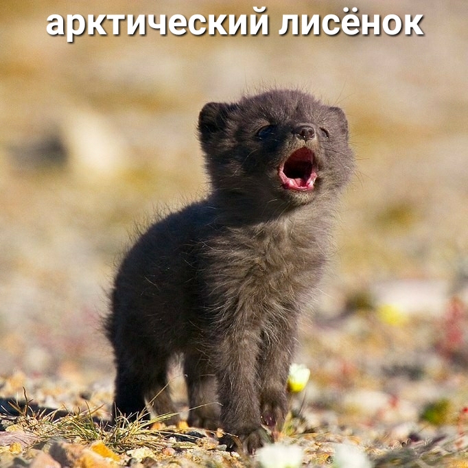 ардЗГИ 13 СКАД ЛЛ ЗЭНОА