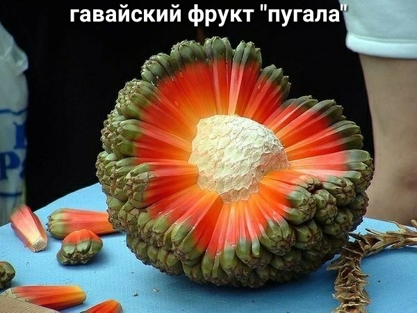 гавайский фрукт пугала Е таг _ _