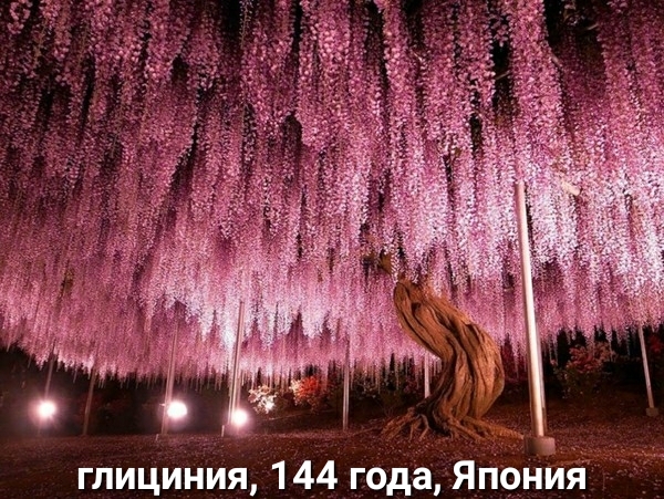 глициния 144 года Японий