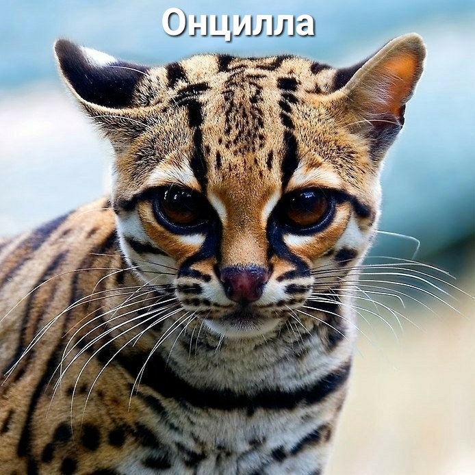 ШЛЗ и