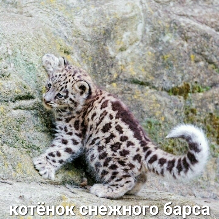 13 г 14 СНС дгёнэ 1