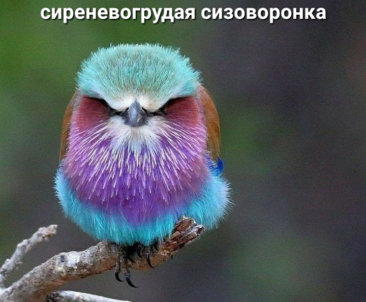 сиреневогрудая СИЗОВОРОНКЗ