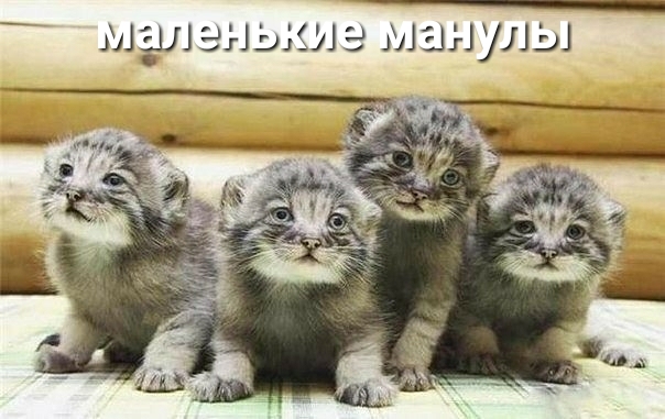 МЭШ д1_ш11 313111191