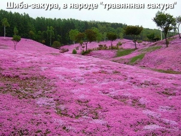 Шибэзыиш народа грыэншшл сац