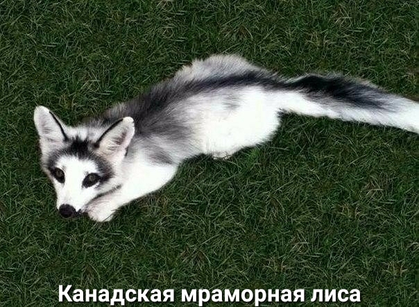канадская мраморная лиса